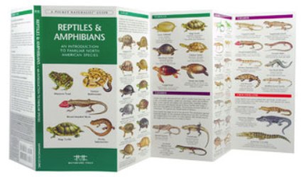 Pocket Naturalist: Reptiles & Amphibians